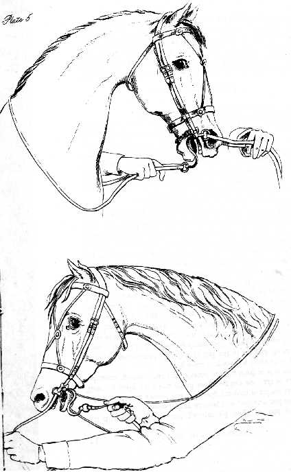 horse head drawing. of the horse#39;s head,